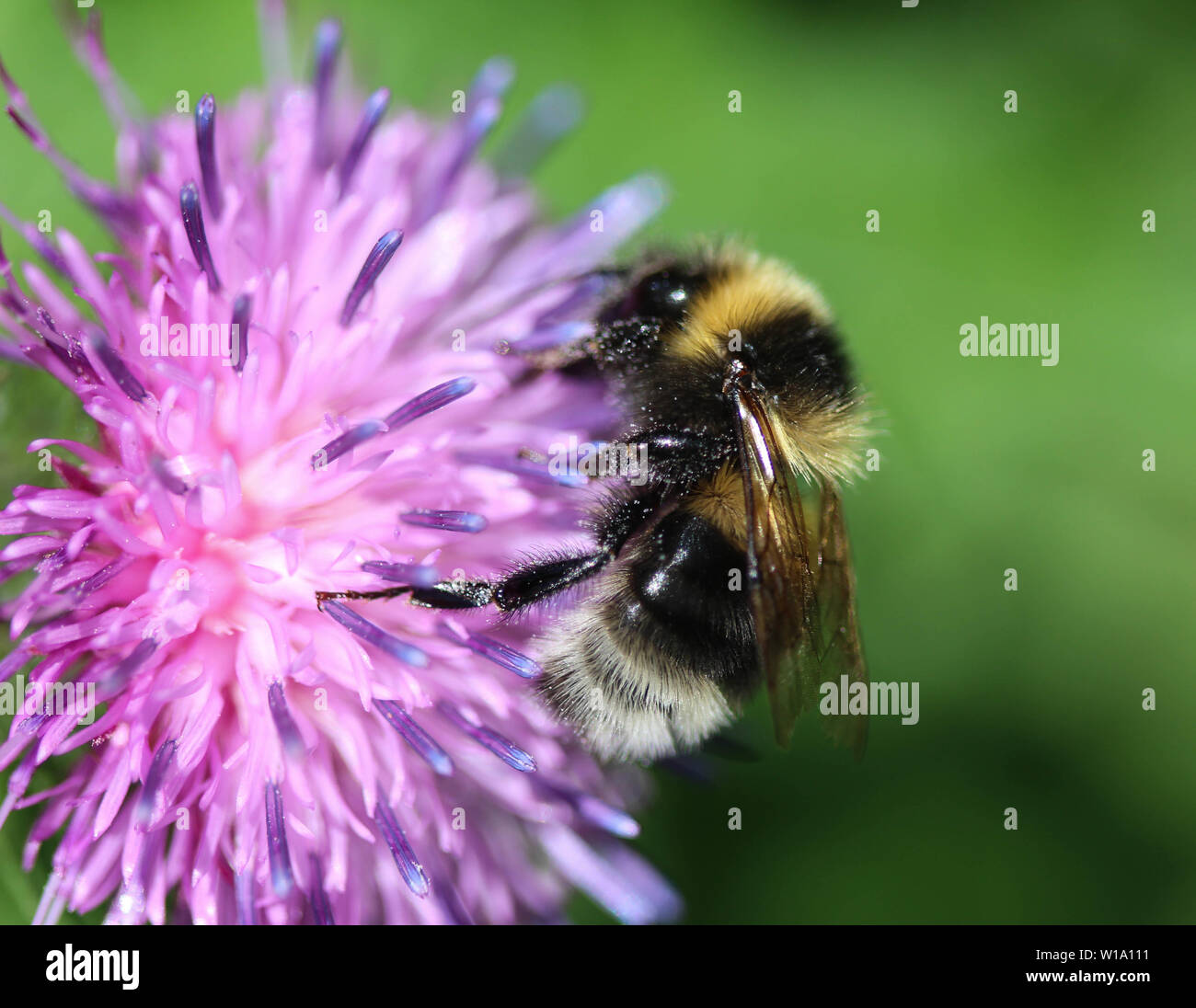 Nahaufnahme der Heide demütig - Biene oder kleine Heide Hummel, Bombus jonellus Stockfoto