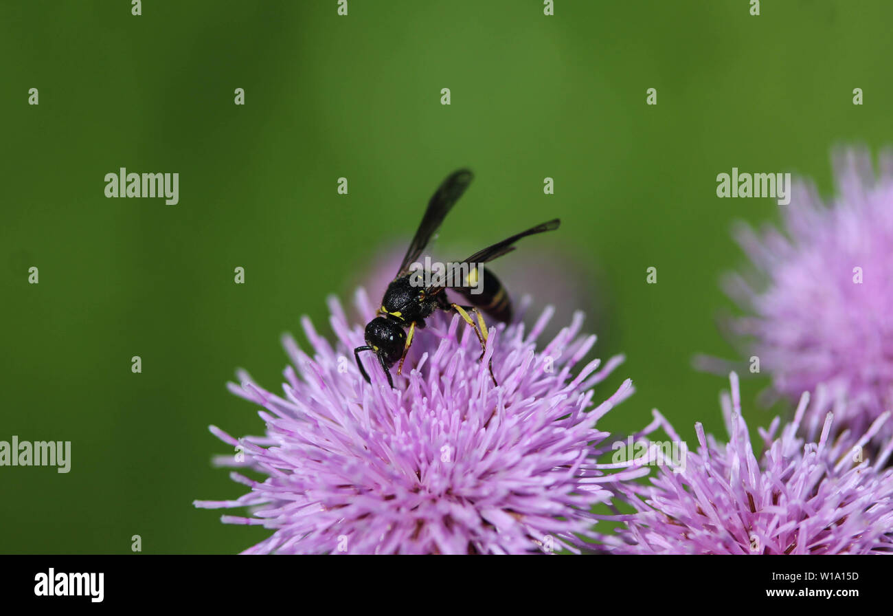 Nahaufnahme der Doros profuges, einem zugweg Arten hoverfly Stockfoto