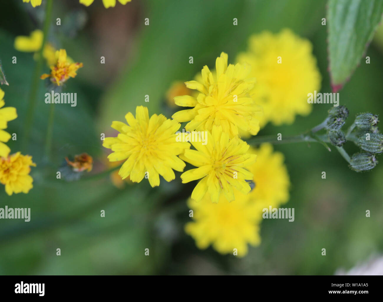 Nahaufnahme der glatten hawksbeard Blume Stockfoto