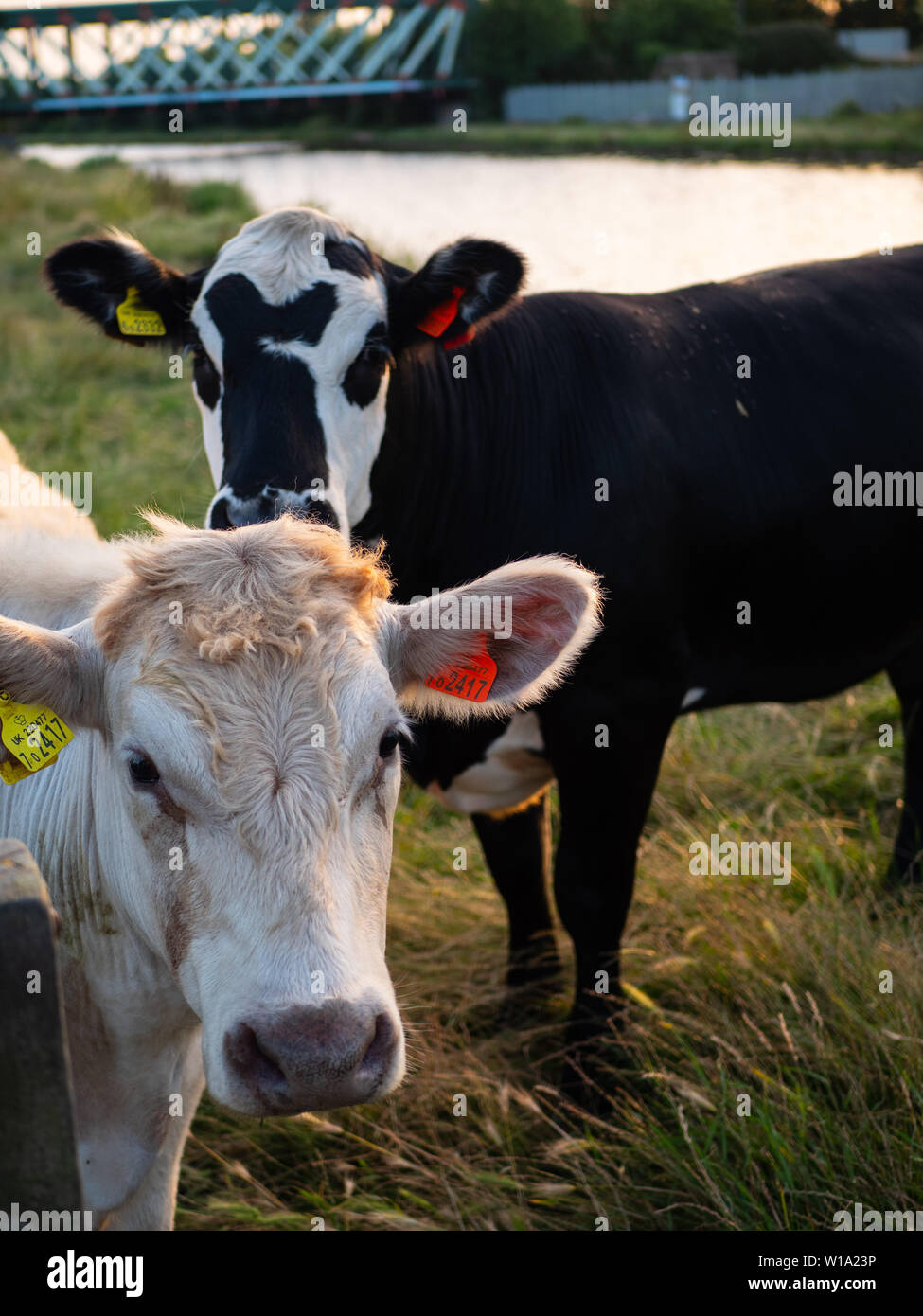 Cambridge Kühe - ein Duo der Kühe auf Ditton Wiesen am Rande von Cambridge. Stockfoto