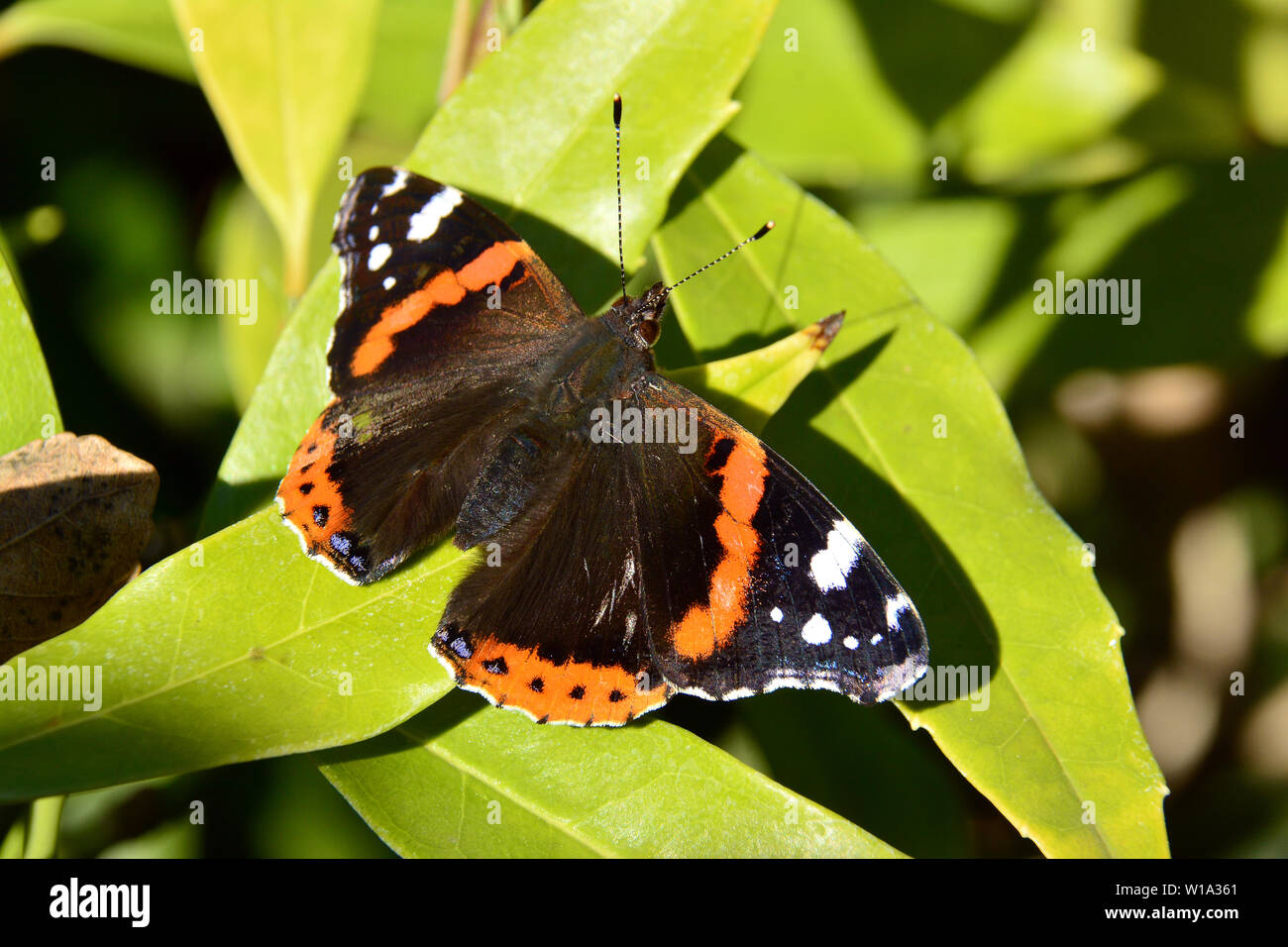 Admiral, Admiral, Vulcain, Vanessa atalanta, atalantalepke, admirálislepke, Budapest, Ungarn, Magyarország, Europa Stockfoto