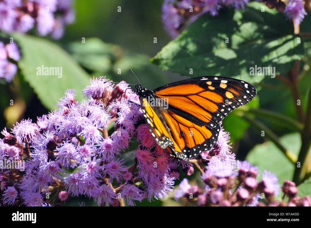 Monarch Butterfly, Monarchfalter, Amerikanische Monarch Danaus plexippus Stockfoto