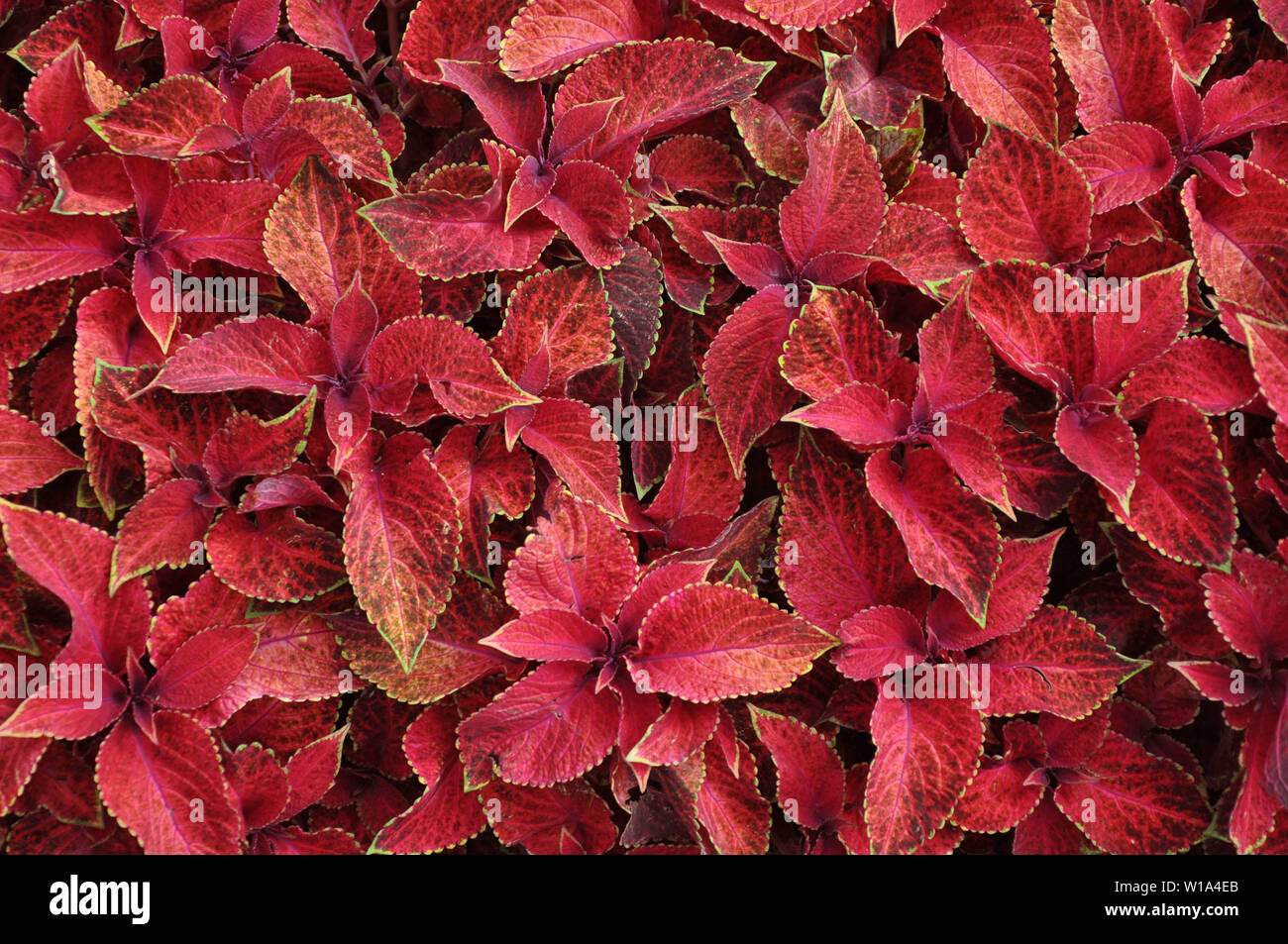 Leuchtend rote Blätter der mehrjährige Pflanze Coleus, plectranthus scutellarioides. Dekorative red velvet coleus Fairway Pflanzen. Stockfoto