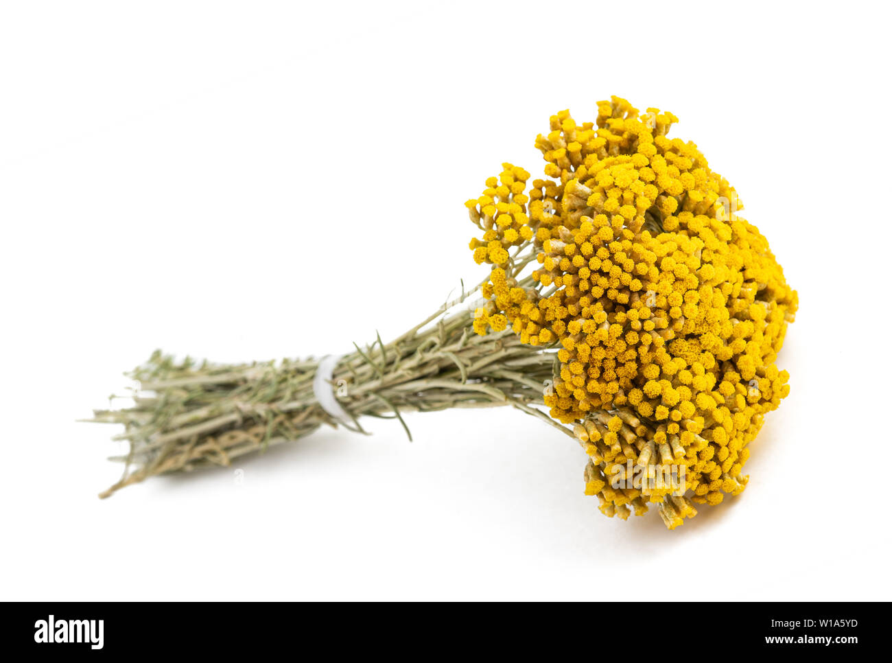 Helichrysum Blumen isoliert auf weißem Hintergrund Stockfoto