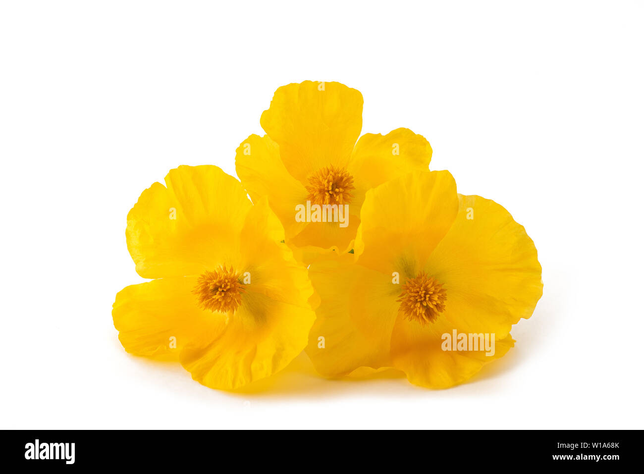 Gelben gehörnten Mohn Blumen auf weißem Hintergrund Stockfoto