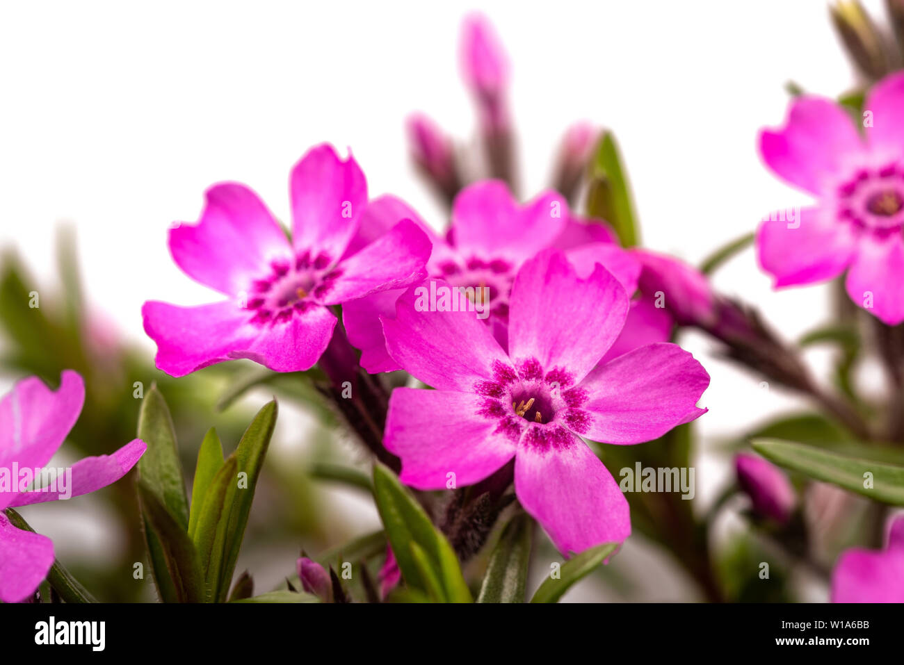 Kriechenden Phlox (Phlox subulata) auf weißem Hintergrund Stockfoto
