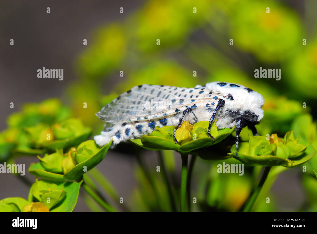 Leopard moth oder Holz leopard Moth, Zeuzera pyrina, Blausieb, Kastanienbohrer Stockfoto