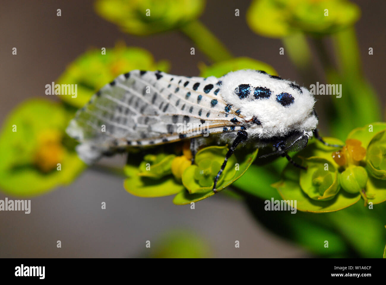 Leopard moth oder Holz leopard Moth, Zeuzera pyrina, Blausieb, Kastanienbohrer Stockfoto