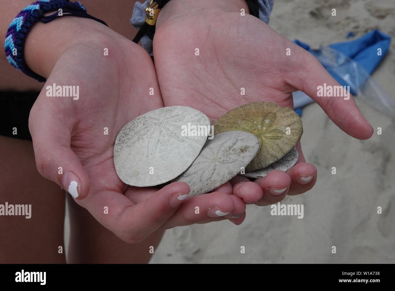 Hände halten eine Sammlung von verschiedenen farbigen Sand Dollar. Stockfoto