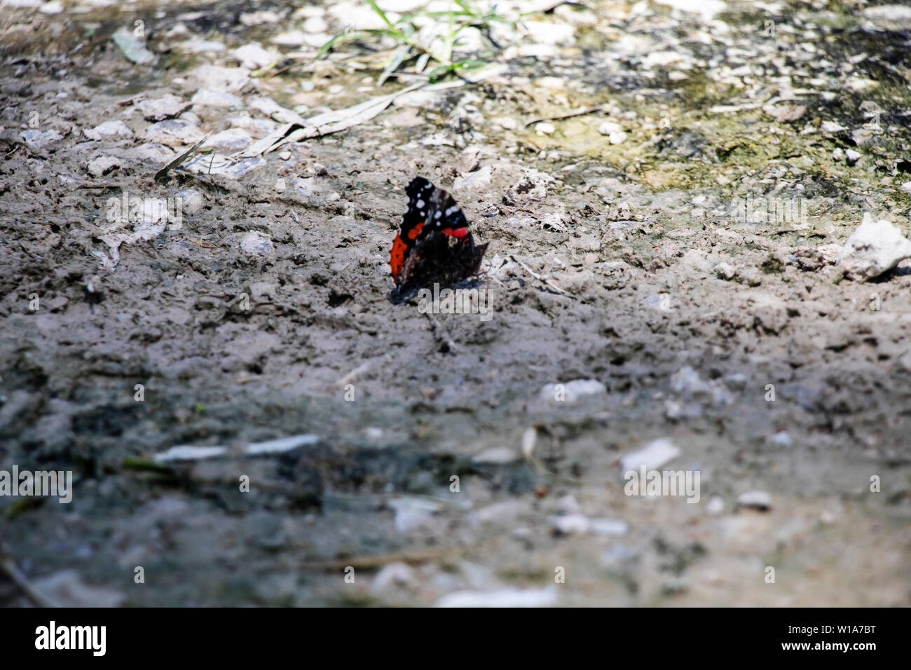 Orange Butterfly Mit Geschlossenen Flügeln Stockfoto