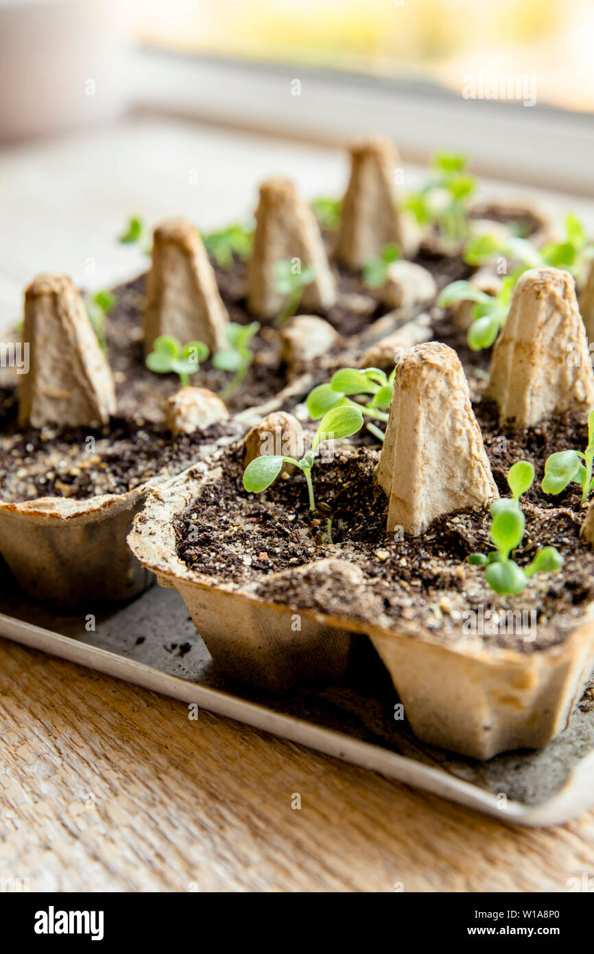 Kleine plats wächst in Karton Hühnerei, in schwarzer Erde. Brechen Sie die biologisch abbaubaren Papier Cup und Pflanze im Boden im Freien. Wiederverwendung Konzept. Stockfoto