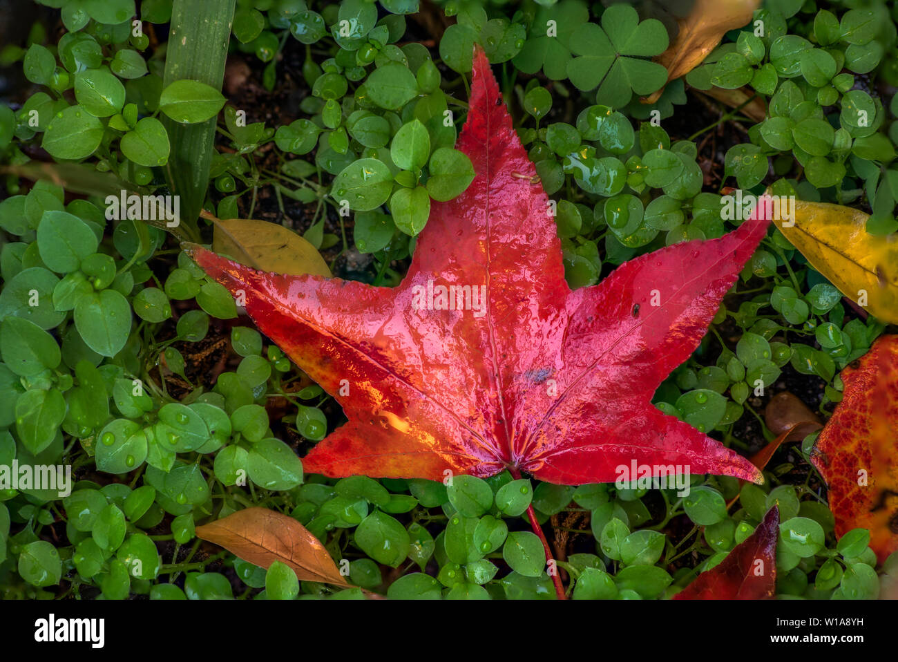 Bunte Blätter im Herbst nass vom Regen Stockfoto