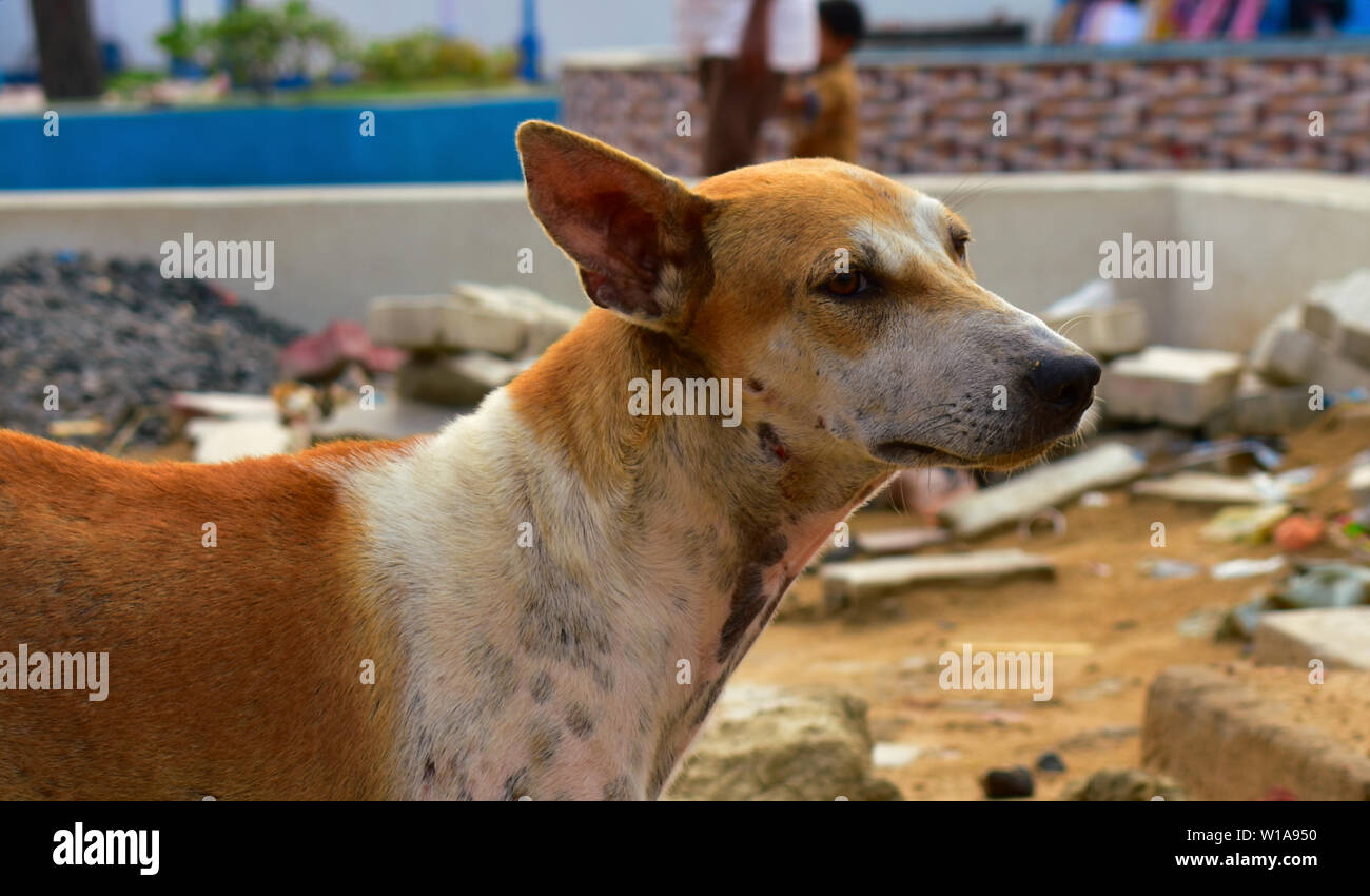 Bild einer Straße Hund. Stockfoto