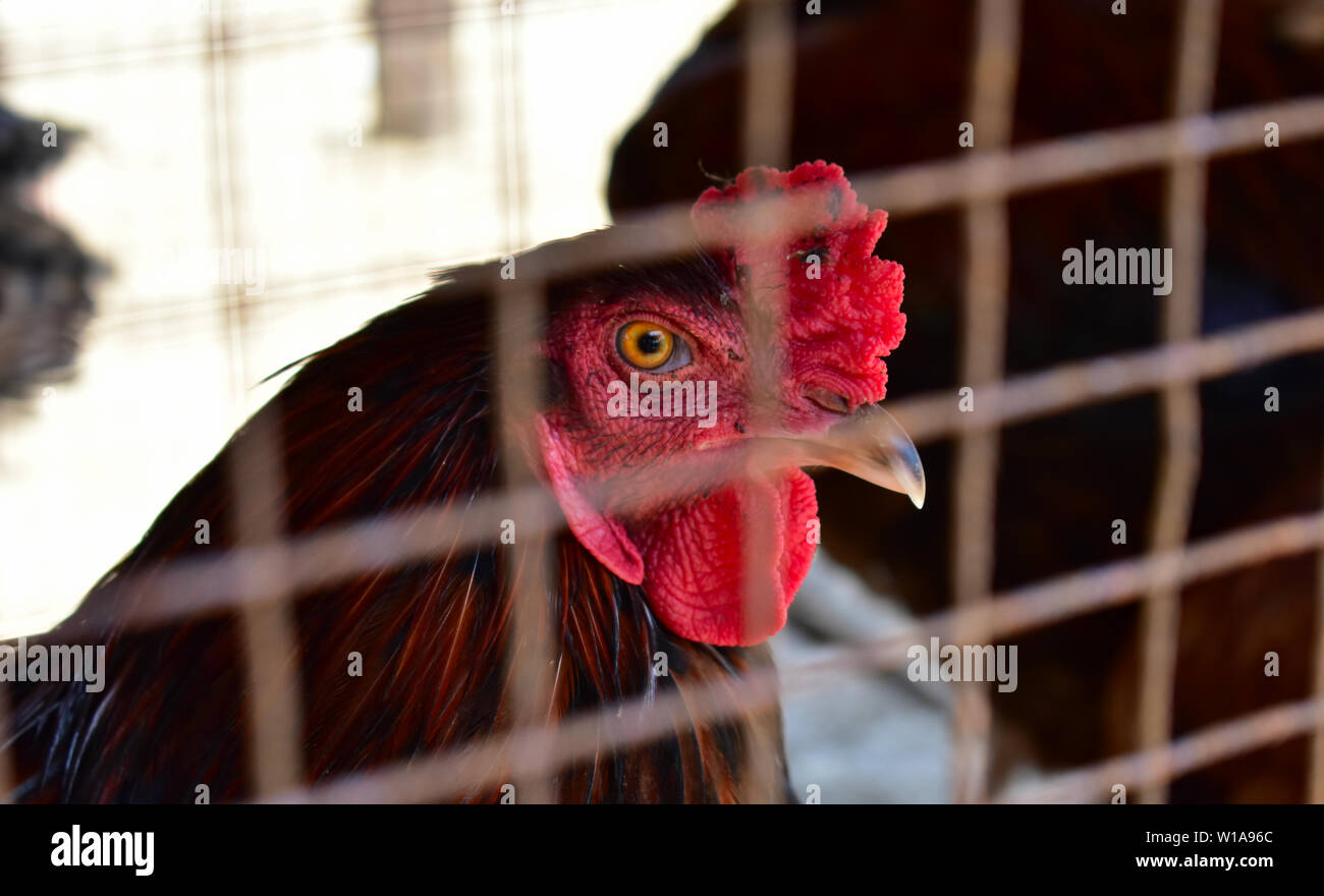 Bild von einem Huhn in einem Käfig. Bild wurde von außerhalb des Käfigs berücksichtigt. Stockfoto