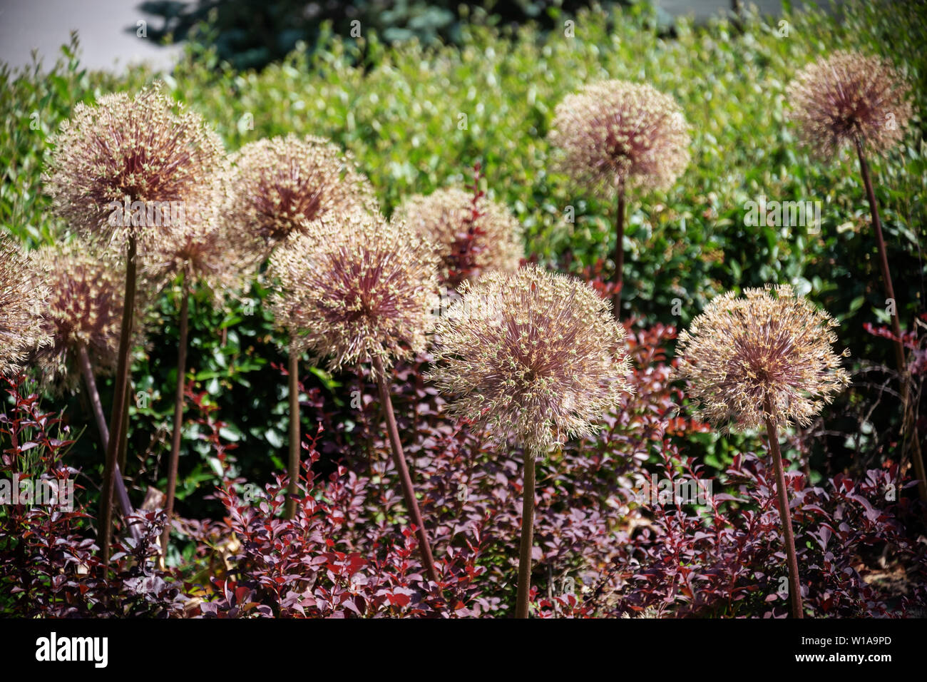 Riesige Lauch (Allium Giganteum) im Park Stockfoto