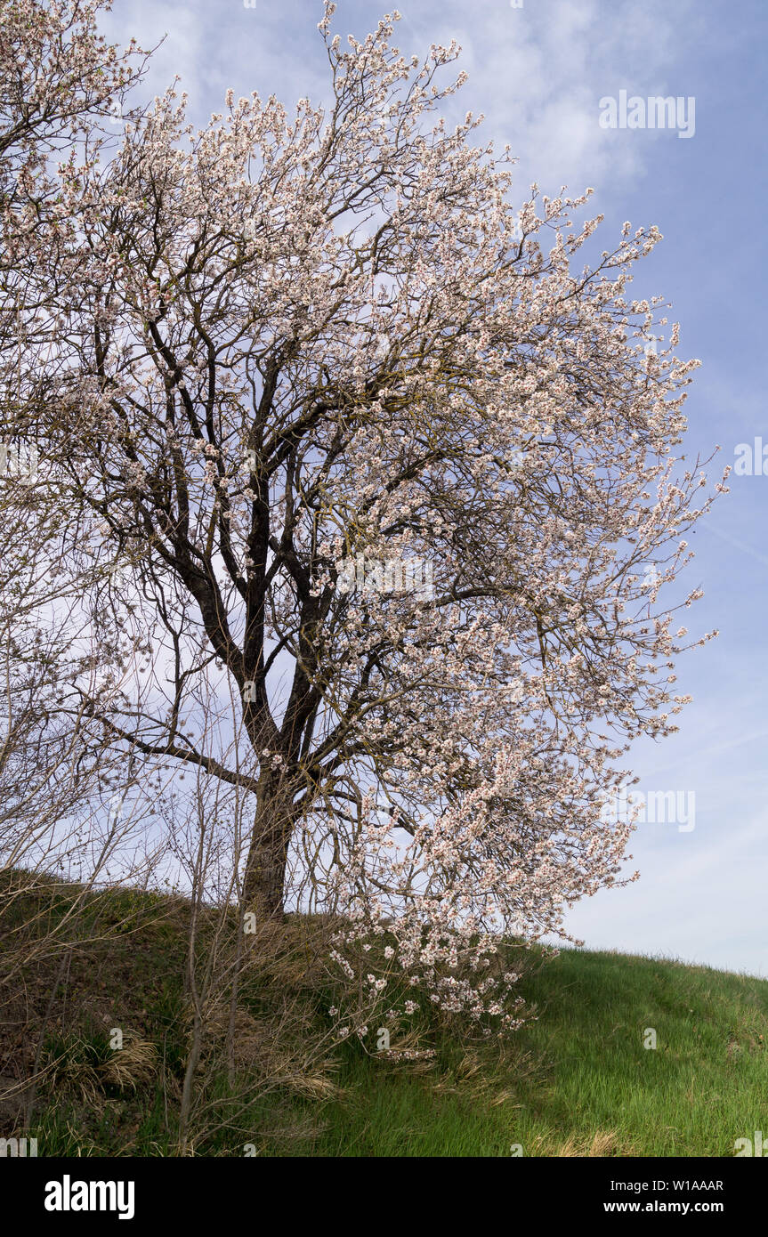 Kirschbaum Bluht Stockfoto Bild 258997839 Alamy