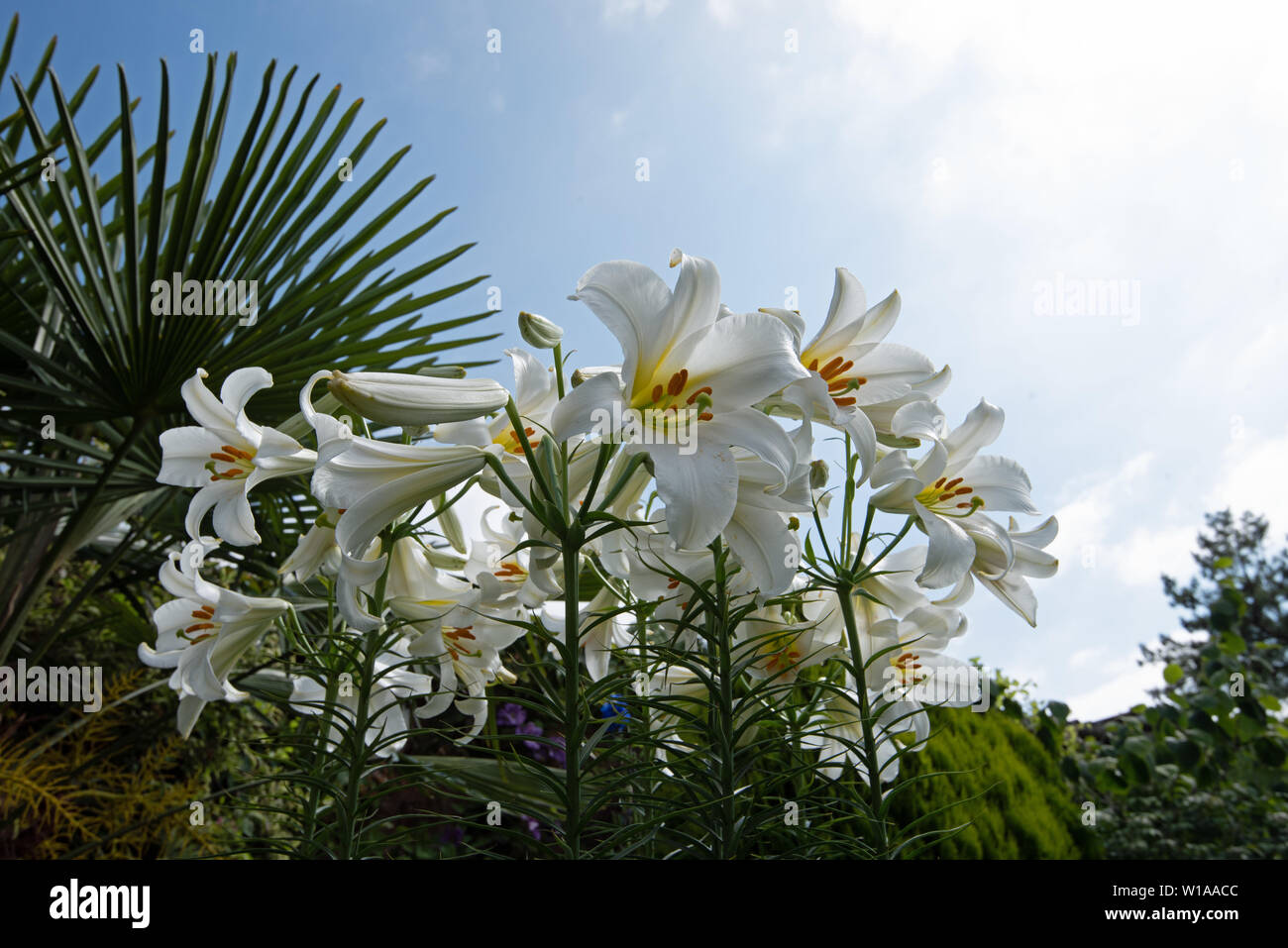 Stark duftende weiße Lilie, Lilium Regale Album Stockfoto