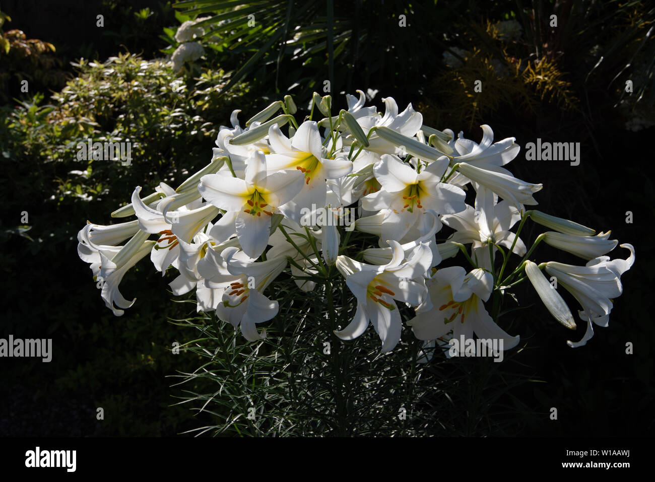 Stark duftende weiße Lilie, Lilium Regale Album Stockfoto