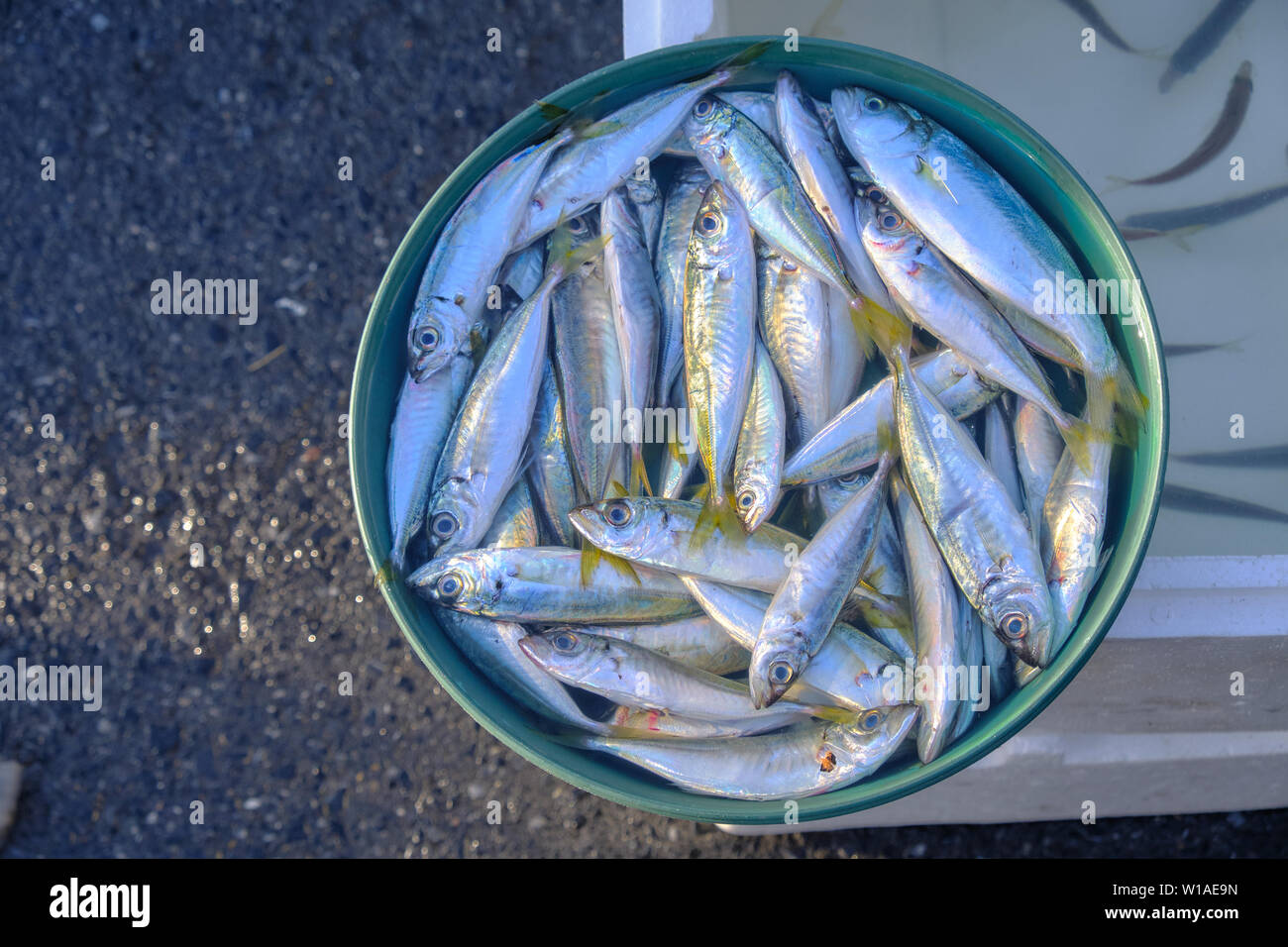 Frische Eimer von Sardinen aus dem Bosporus, auf der Galata-brücke. Bestand in den letzten Jahren deutlich gesunken Stockfoto