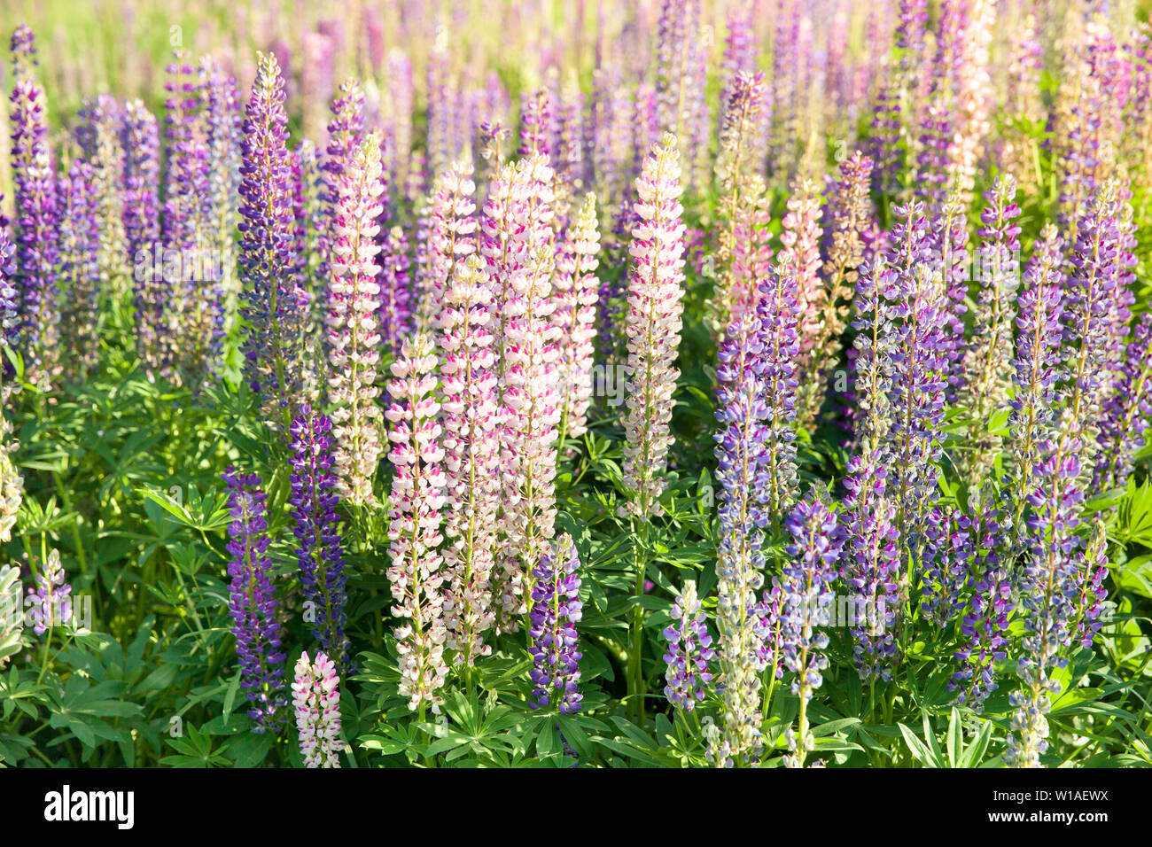 Lupin blühen Blumen. Ein Feld von lupinen. Violett und Rosa Lupine in der Wiese. Bunter Haufen von lupinen Sommerblume Hintergrund oder Grußkarte. Stockfoto