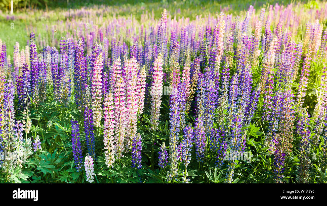 Lupin blühen Blumen. Ein Feld von lupinen. Violett und Rosa Lupine in der Wiese. Bunter Haufen von lupinen Sommerblume Hintergrund oder Grußkarte. Stockfoto