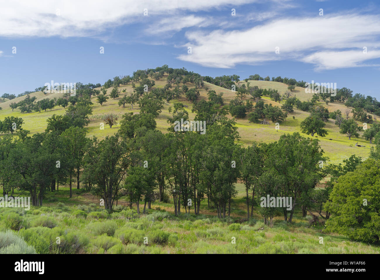 Südkalifornische Landschaft in den Tehachapi Mountains. Stockfoto