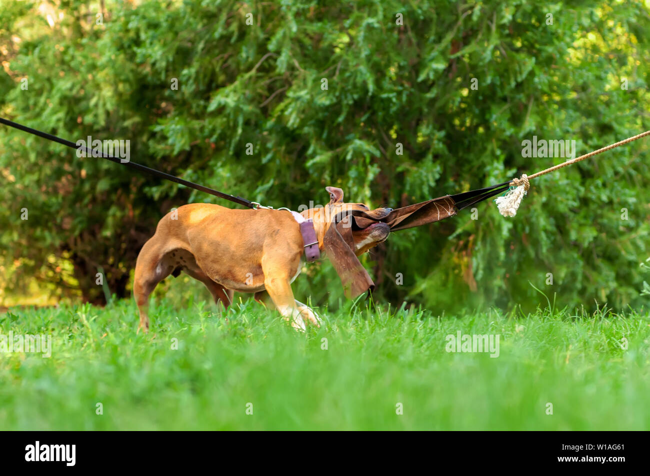 Blick auf die Ausbildung eines American Staffordshire Terrier Hund während Sie ein Seil an einem sonnigen Tag in einer grünen Umgebung. Stockfoto