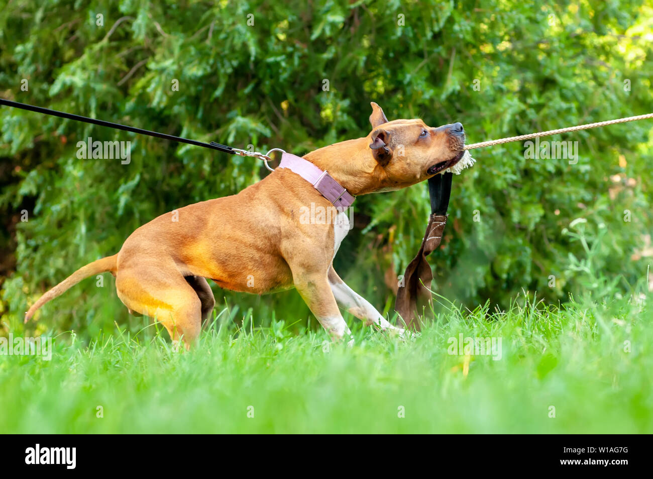 Blick auf die Ausbildung eines American Staffordshire Terrier Hund während Sie ein Seil an einem sonnigen Tag in einer grünen Umgebung. Stockfoto