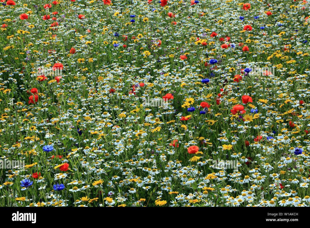 Wild Flower Garden, Wildblumen, Mohn, Daisy, Kornblume Stockfoto