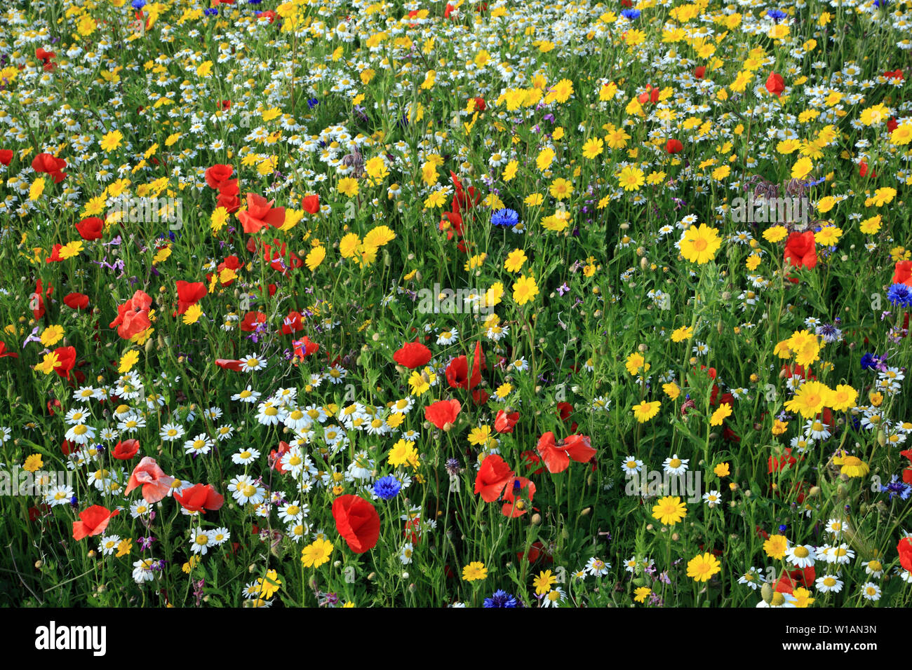 Wild Flower Garden, Wildblumen, Mohn, Daisy, Kornblume Stockfoto