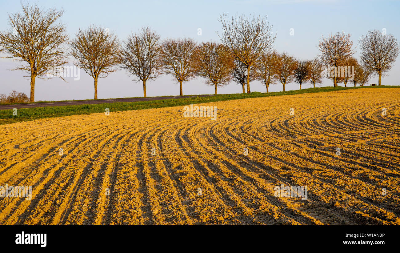 Gepflügte Felder in einem Korn-plain wachsende, Champagner, Frankreich Stockfoto