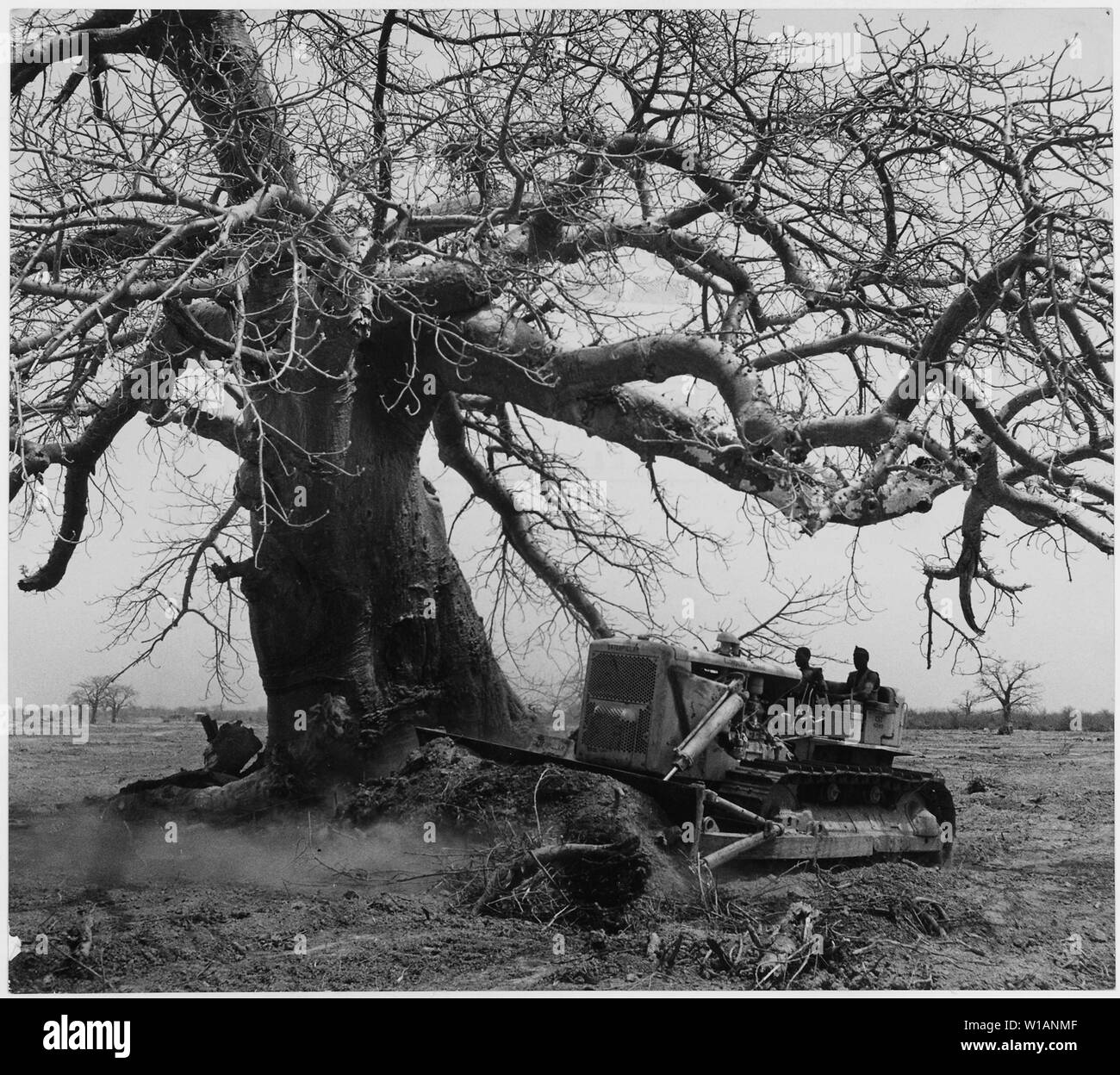 Afrika. Französisch Westafrika. Baobab Bäume stellen ein großes Problem in das Land zu roden für die Bepflanzung. Gift in die Amtsleitungen langweilig ist und, nachdem der Baum ist tot, es ist von den großen amerikanischen-Maschine an Stockfoto