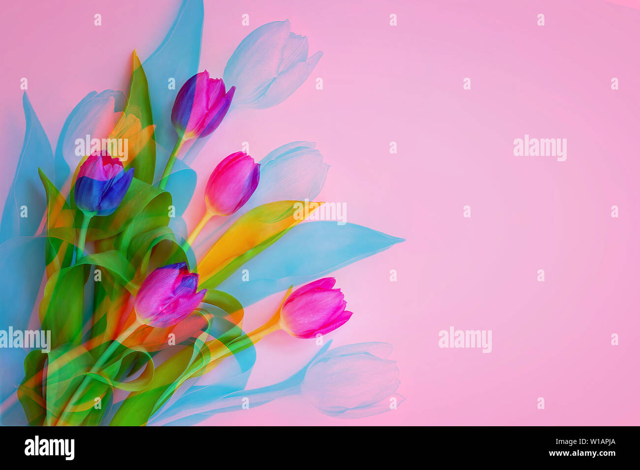 Ein Bouquet von schönen lila Tulpen mit grünen Blättern auf ein Pastell rosa Hintergrund. Romantische Grußkarten mit Kopie Raum und glitch. Flach Stockfoto