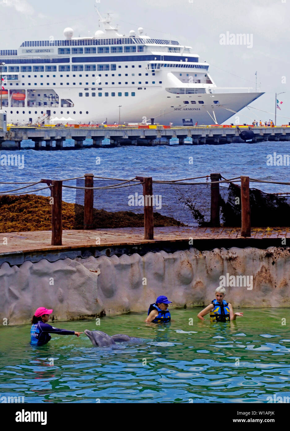 MSC Armonia Kreuzfahrtschiff Passagiere Schwimmen mit Delphinen auf Cozumel Stockfoto
