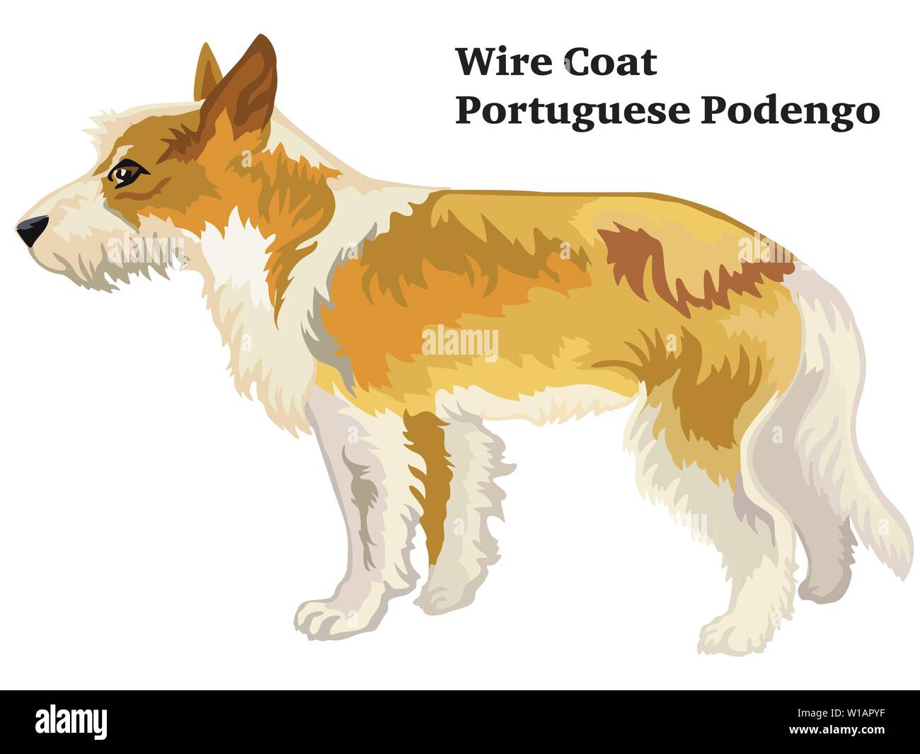 Bunt dekorativ Portrait von ständigen im Profil Kabel Mantel portugiesische Podengo, Vektor isoliert Abbildung auf weißem Hintergrund Stock Vektor