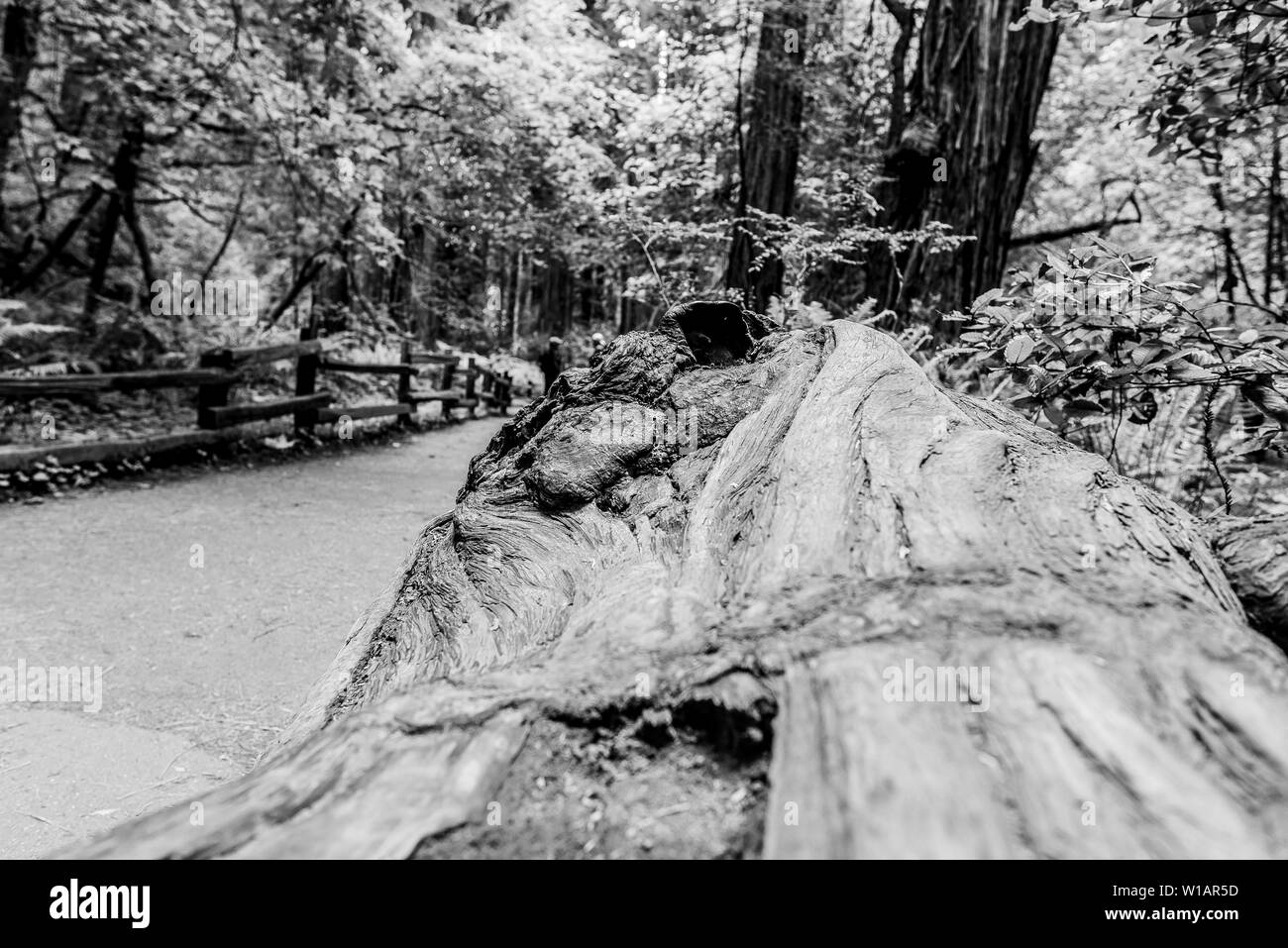Muir Woods, National Park, Kalifornien, EUA Stockfoto