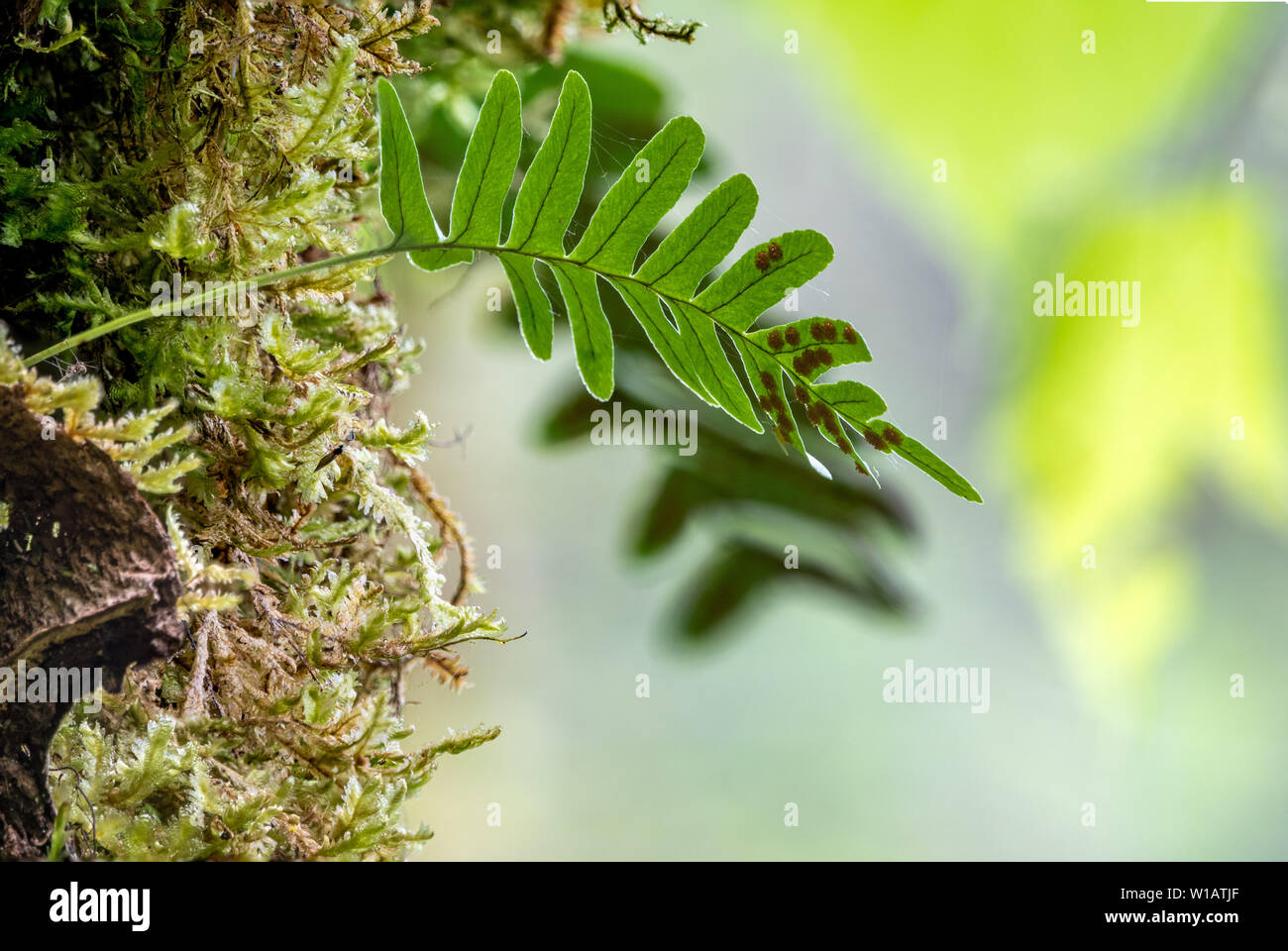 Gemeinsame polypody Farn Polypodium vulgare wächst unter dicken Moss. Polypodium vulgare, die Gemeinsame polypody, ist ein fern der Familie Polypodiaceae. Stockfoto