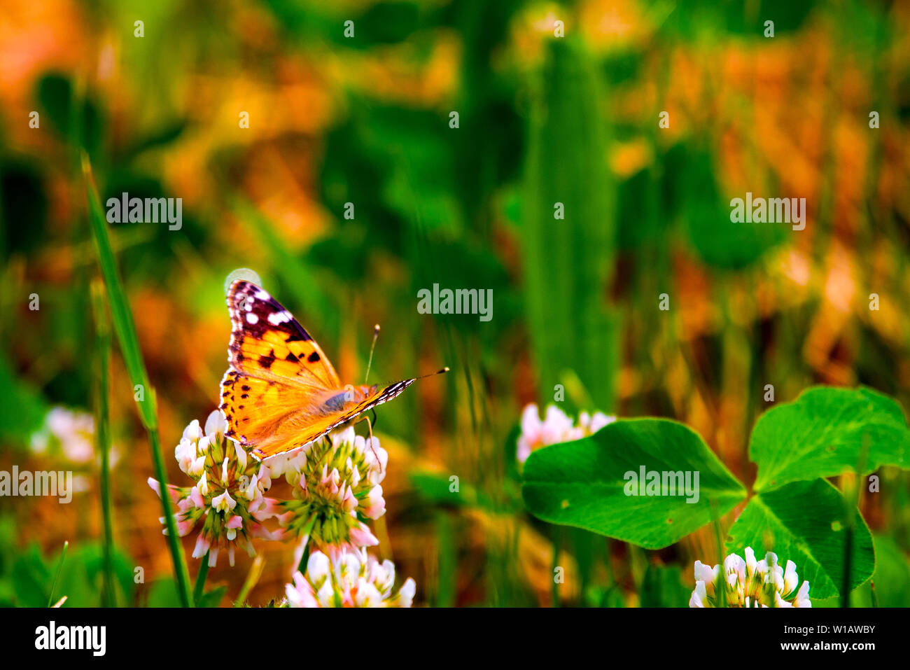 Red Admiral Schmetterling - Vanessa atalanta sitzen auf Wildflower im Wald Stockfoto