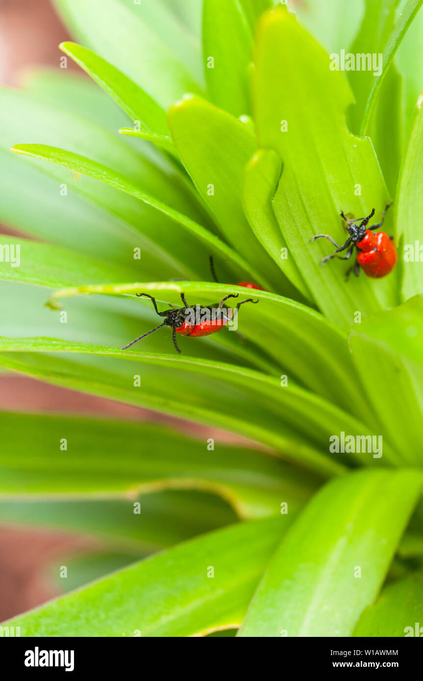 Lily Käfer Lilioceris lilii auf einer Lilie Blatt und die Schäden, die mit dem Blatt ein Mitglied der Familie Chrysomelidae Blatt bettle rote Lilie Käfer verursacht gesehen Stockfoto