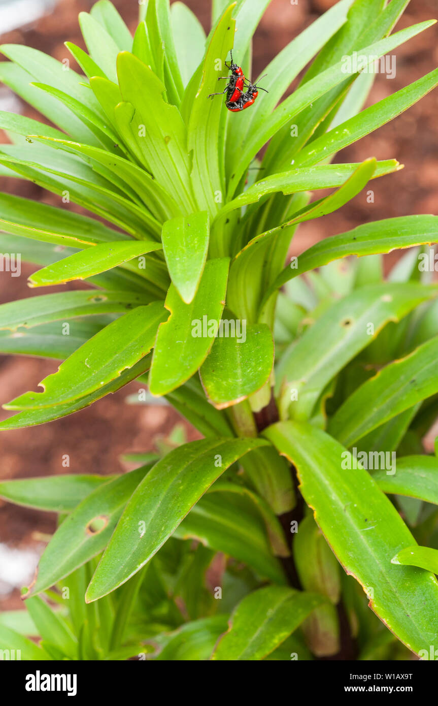 Lily Käfer Lilioceris lilii auf einer Lilie Blatt und die Schäden, die mit dem Blatt ein Mitglied der Familie Chrysomelidae Blatt bettle rote Lilie Käfer verursacht gesehen Stockfoto