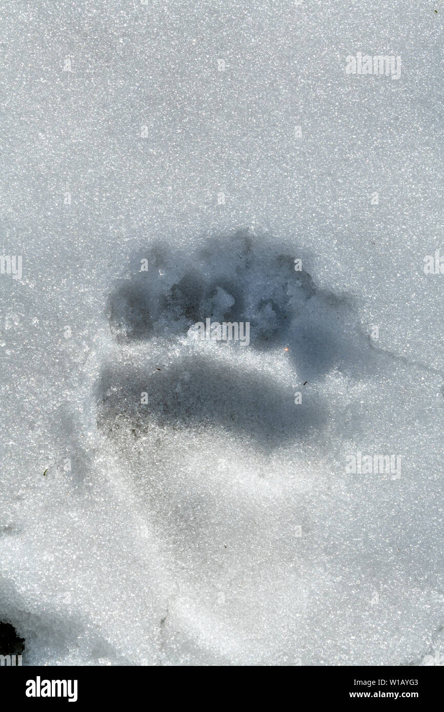 Eine einzelne Bear Track im Sommer Schnee in ländlichen Alberta, Kanada. Stockfoto