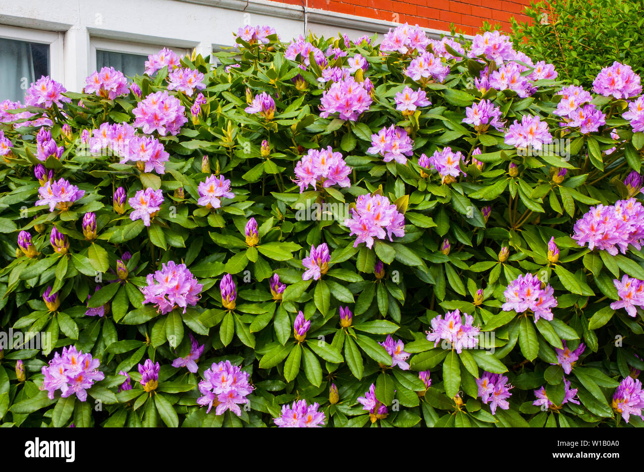 Groe Rhododendron Bush mit groen lila rosa Blumen im Frhling  Stockfotografie - Alamy