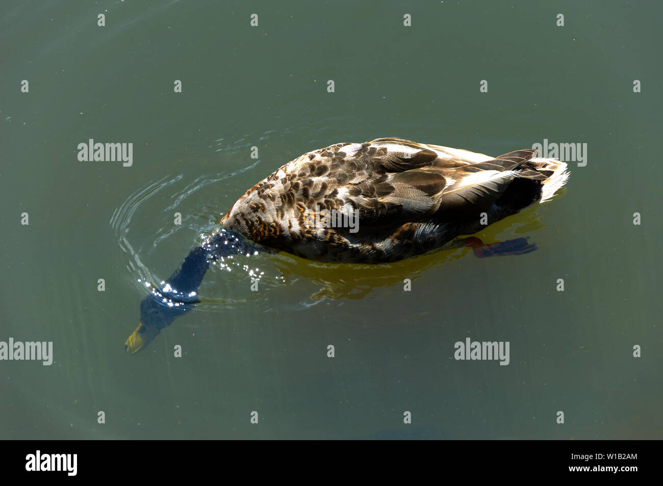 Stockente schwimmen mit Kopf unter Wasser Stockfoto