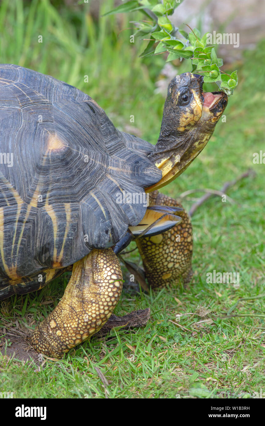 Abgestrahlte Schildkröte (Astrochelys radiata). Erreichen für Overhead Samenköpfe zu essen. Hinweis skaliert Elephantine vorderen Gliedmaßen. Stockfoto