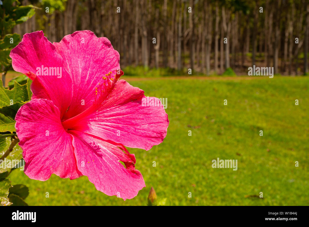 Ein Hibiskus Blume, Hibiscus rosa-sinensis, neben einem Wanderweg auf der hawaiianischen Insel Kauai wächst. Stockfoto