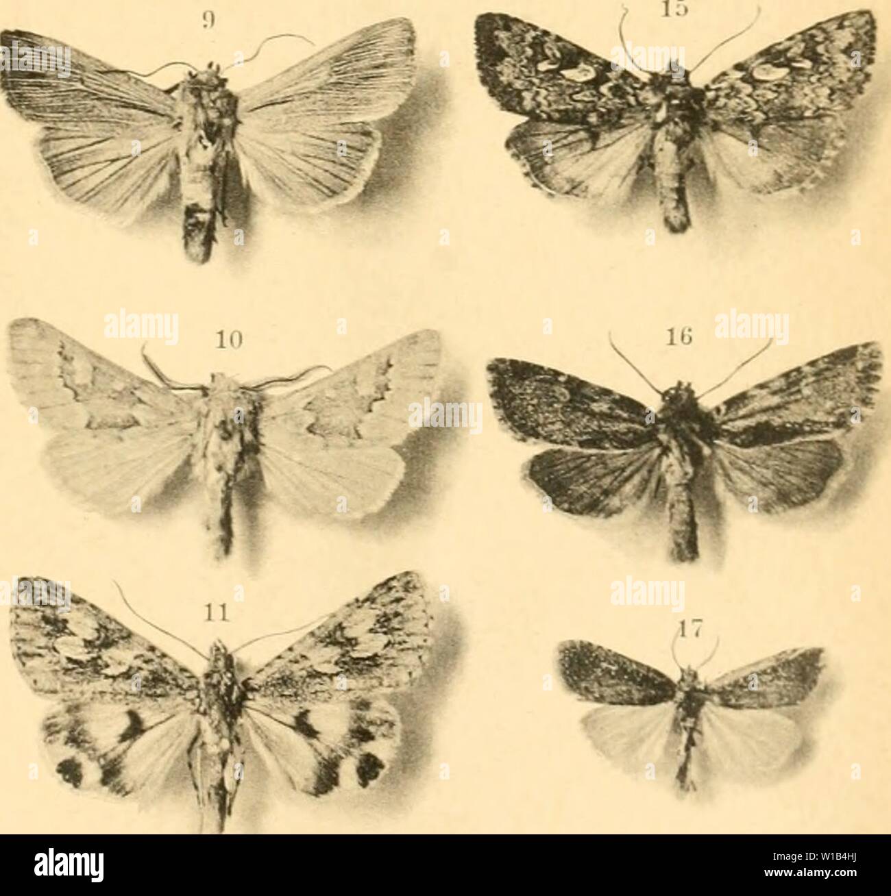 Archiv Bild ab Seite 314 der Deutsche entomologische Zeitschrift Iris (1902). Deutsche entomologische Zeitschrift Iris. deutscheentomolo ento 191906 Jahr: 1902 Stockfoto