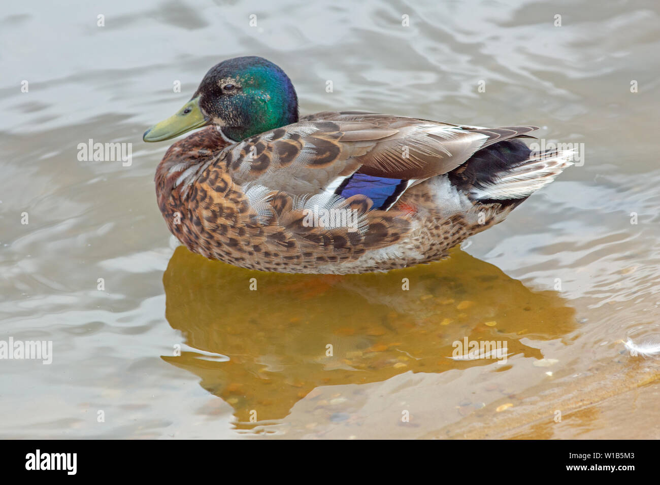 Erpel Stockente (Anas platyrhynchos). Full-color Zucht Gefieder ist über abgeworfen werden und ein temporärer Satz an Federn hat begonnen Die Zucht eingestellt zu ersetzen, die Eclipse Gefieder bezeichnet. ​ Stockfoto