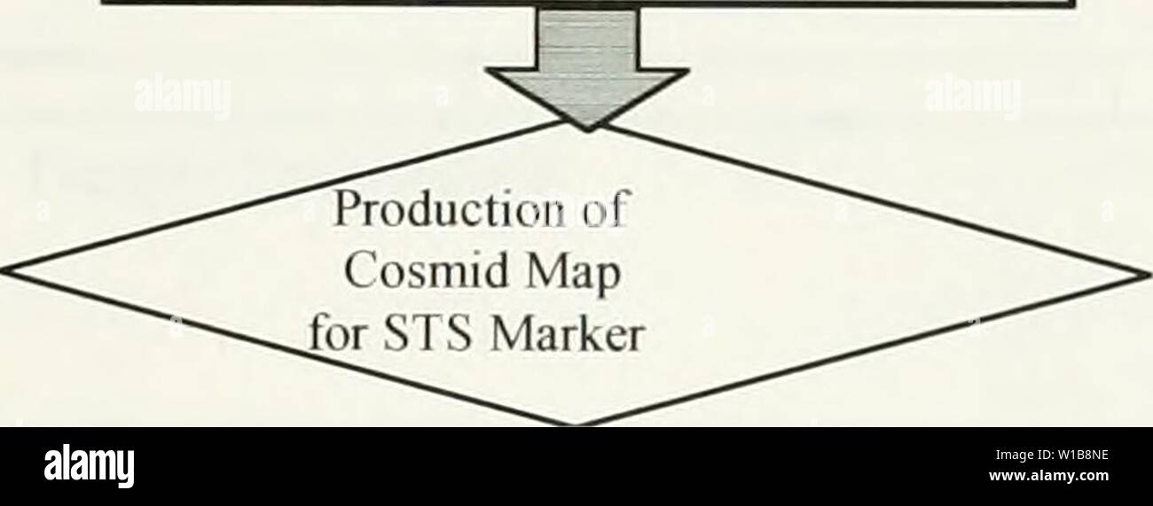 Archiv Bild von Seite 34 der Entwicklung einer cosmid. Die Entwicklung einer cosmid Karte von Chromosom 12 p 13. developmentofcos 00 belk Jahr: 1998 Beschränkung Endonuklease Verdauung und Agarose-Gel-Elektrophorese P Abbildung 6. Flussdiagramm der Schritte, die erforderlich sind, um eine physische Karte von einem Chromosom zu produzieren. Dies ist ein sehr kurzer Überblick. Siehe die Gesamtheit der Abschnitt I.C. für eine ausführlichere Beschreibung der Allgemeinen Vorgehensweise. I.C.1. Polymerase Chain Reaction. Um das menschliche Genom brauchen wir Techniken, die zeigen würden, dass eine Gruppe von rekombinanter DNA enthielt einen STS-Marker Verarbeitungsprozess Karte Stockfoto
