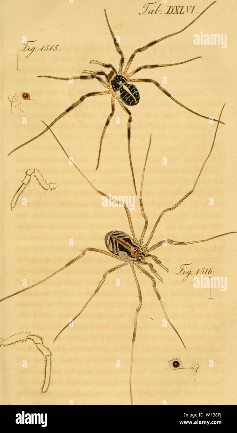 Archiv Bild von Seite 34 der Arachniden Getreu nach dem Sterben. Arachniden sterben. Getreu nach der Natur abgebildet und beschrieben. diearachnidenget 05 Koch Jahr: 1831 k: y/S-S. S/S. aii/Igh. Scea. --/Sy 6. Cz. /R/J/a/J. y. Stockfoto