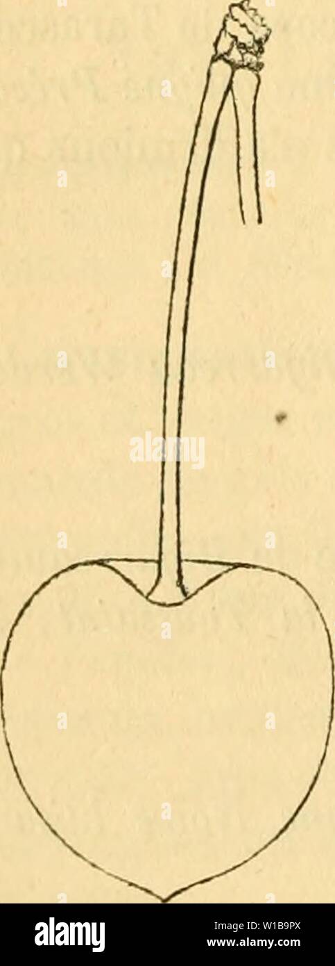 Archiv Bild ab Seite 347 von Wörterbuch de pomologie, Contenant l'histoire,. Wörterbuch de pomologie, Contenant l'histoire, la Description, la Abbildung des Früchte Früchte anciens et des modernes les plus gÂnÂralement connus et cultivÂs. dictionnairedepo 05 lero Jahr: 1867 338 GUI [guigne Roc - ROU] Cerisier. Cerise (iUIGNE DE LA ROCHELLE. Â Synonym de cerise Rouge pÃ¢le{Grosse-). Voir ce nom. Cerise GUIGNE DE ROQUEMONT. Â Synonym de Knorpelkirschen Commun. Voir ce nom. Cerise GUIGNE ROSE DE BORD EIN. Â Synonym de Knorpelkirschen Bordan. Voir ce nom. Cerise GUIGNE ROTHE MAI. Â Synonym de Guigne Roug Stockfoto